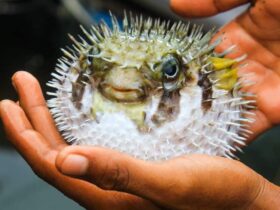 Fugu Pufferfish Japan